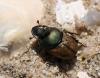 Onthophagus vacca